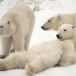 images-26